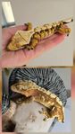ögonfransgecko hanar