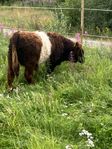 Belted Galloway tjur