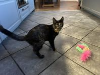 Hon katt