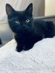 Kattunge