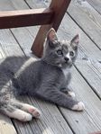 kattungar 