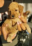 Mini goldendoodle 