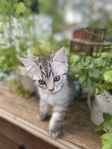 Kattunge