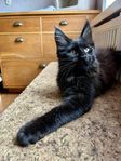Maine Coon kattungar med stamtavla 