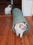 Ragdoll kattungar (hanar)