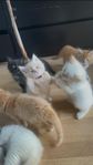 Bedårande kattungar
