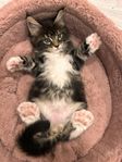 Maine coon 