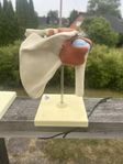 Anatomimodeller med ligament
