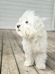 Omplacering av hund – Bobby