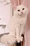 Katt