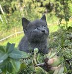 Brittisk korthårs kattungar