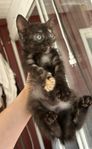 Maine coon/Manx kattungar