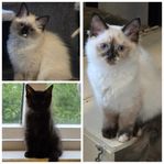 Tre underbara, busiga, charmiga och flyttklara kattungar!