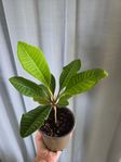 Planta ”skvätt-iväg”, Euphorbia