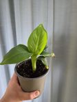 Banan plantor 