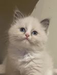 Ragdoll kattunge 10 veckor