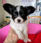 Papillon reg SKK