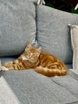 Mainecoon partbred