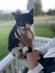 Kattunge