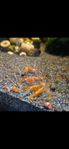 Neocaridina räkor, Orange rili