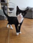 Kattunge