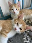 Kattungar 