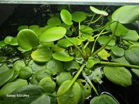 Akvarieflytväxt, frogbite.