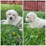 golden retriver  tik