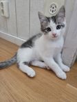 Social kattunge hane