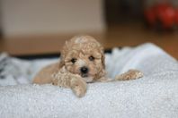 Maltipoo Valpar