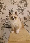 Ragdoll kattungar