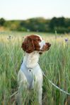 OMPLACERING Welsh Springer Spaniel Hund
