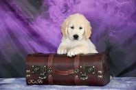 Golden Retriever valp 