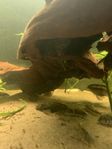 ancistrus bruna