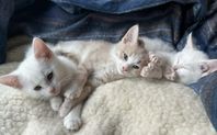 Kattungar
