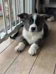 ljuvliga Welsh corgi cardigan valpar 