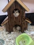 Dvärhamsterungar vintervit 