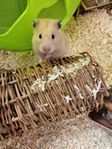 Ondskefull hamster säljes