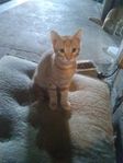 kattungar