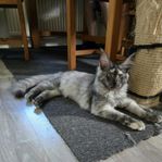 Maine Coon.