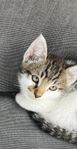Kattunge