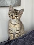 Kattunge