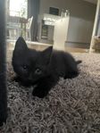 Kattunge redo för nytt hem!