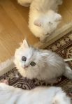 silvershaded brittisk långhårig kattunge