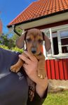 kanintax tik söker hem