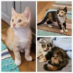 kattungar