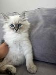 Ragdoll/birma