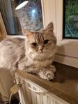 Brittisk långhårig katt