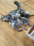 2 fina semi långhåriga kattungar.