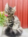 sibirisk kattunge